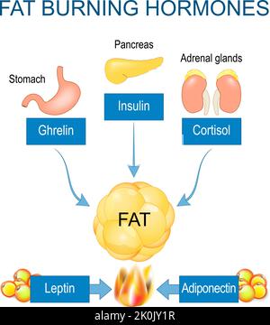 Fat burning hormones. Adiponectin, Leptin, Ghrelin, Cortisol, Insulin. Internal organs that produced hormones for stimulating process of Fat burning Stock Vector