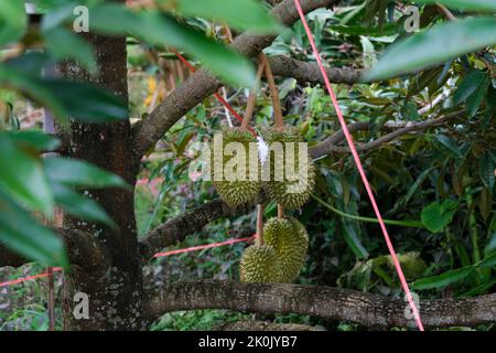 Durians hanging on a tall tree in the garden. Fresh durian fruit on a tree in orchard, tropical fruit. Durian is the king of fruits. Stock Photo