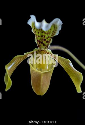 Closeup view of bright yellow green and brown flower of lady slipper orchid species paphiopedilum gratrixianum isolated on black background Stock Photo