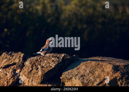 Small Eurasian jay bird with colorful plumage sitting on stones in wild nature with green trees on sunny summer day Stock Photo