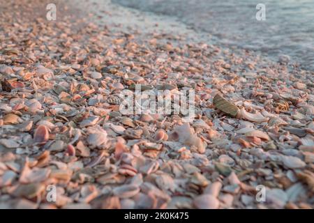 Close-up view of shells on beach in Sarasota, Florida with pink and orange colors. Stock Photo