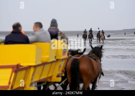 Neuwerk, Germany. 12th Sep, 2022. Waders and riders can be seen in the Hamburg Wadden Sea off the North Sea island of Neuwerk. Twenty-one people live on the small island off Cuxhaven, which is part of the Hamburg-Mitte district. Hamburg's mayor Tschentscher wants to talk to them and continue a round table that began in the spring at Hamburg City Hall. Credit: Marcus Brandt/dpa/Alamy Live News Stock Photo