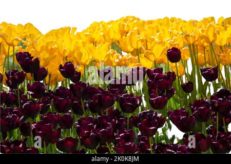 Spring flowers tulips isolated on white background. floral collection ...