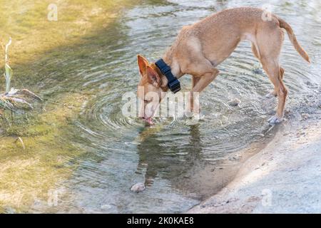 Side view from above of Miniature Pinscher with black collar drinking water from river during walk in nature Stock Photo