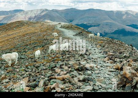 Goats on the top of a mountain (Quandary Peak, CO) Stock Photo