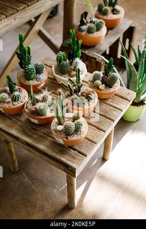 From above pots with small growing cactuses placed on wooden table in light greenhouse Stock Photo