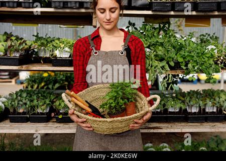 Crop woman in apron carrying wicker basket with gardening tools and potted sprouts while working in hothouse Stock Photo