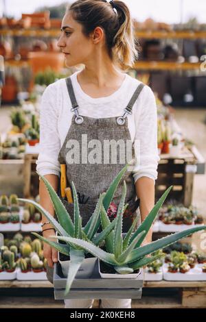 young female gardener in apron carrying tray with green succulent plants with potted cactus in greenhouse Stock Photo
