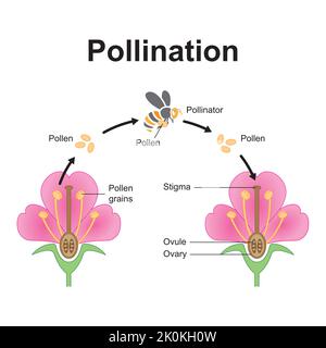 Scientific Designing of Pollination Process. The Most Important Factor ...