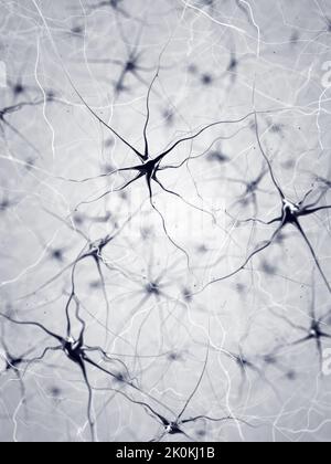 Neurons also known as neurones or nerve cells. The neurons transmit information between different parts of the brain Stock Photo
