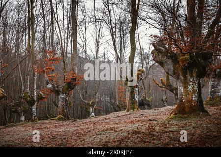 Landscape of a beech in the Basque Country Stock Photo