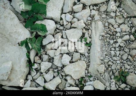 Limestone rocks of all different sizes with coltsfoot leves growing at the side Stock Photo