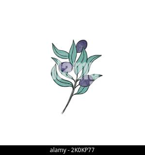 Olive branch with black olives watercolor illustration Stock Photo - Alamy