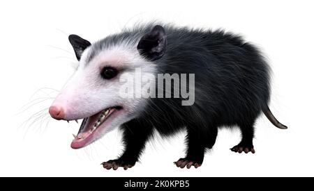 3D rendering of an opossum animal isolated on white background Stock Photo