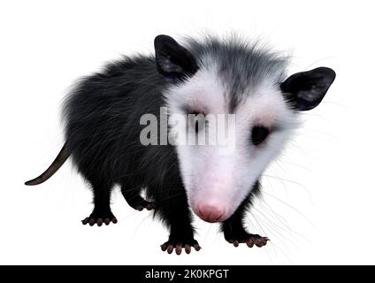 3D rendering of an opossum animal isolated on white background Stock Photo