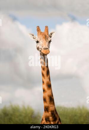 Headshot of a giraffe at the zoo. Stock Photo