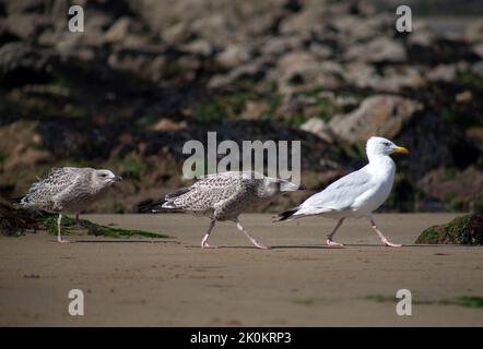 Seagull adult with young seagull by the beach. Stock Photo