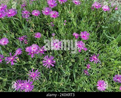 Close up of garden flowers of Delosperma cooperi for dry soil in the garden seen in the UK in the summer. Stock Photo
