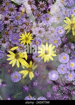 Close up of the garden flowers seen floating in a water feature outdoors in the garden in the UK in summer. Stock Photo