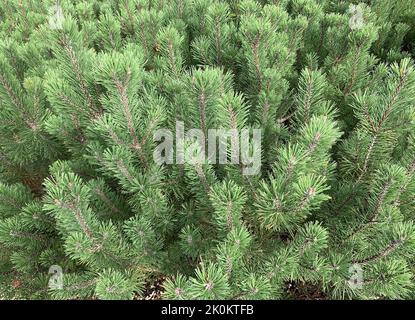 Close up of the low growing Pinus mugo Winter Gold seen outdoors in the garden in the UK in summer. Stock Photo