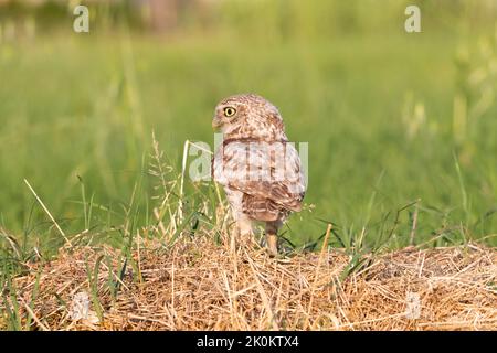 Little Owl hunting in a meadow. Stock Photo