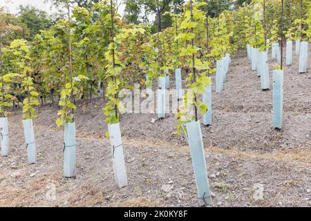 Rows of young trained grape vines on iron support pole covered with protective plastic tree guards in vineyard. Fall season, harvest time. Winegrowing, viniculture concept. Selective focus Stock Photo