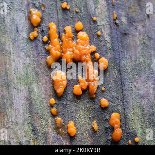 Common jelly spot fungus - Dacrymyces stillatus Stock Photo