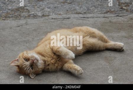 liegende rote Katze Stock Photo