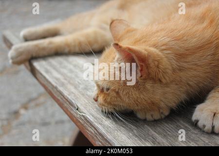 liegende Katze auf Holzbank Stock Photo