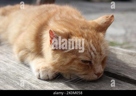 schlafende rote Katze auf Holzbank Stock Photo
