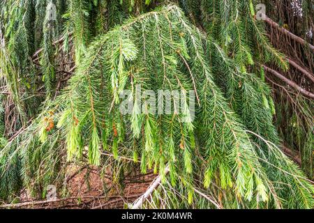 A branch of North American weeping spruce, Picea breweriana. Stock Photo