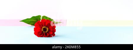 Red tsinia flower on a multicolored background of yellow, pink and blue, banner Stock Photo