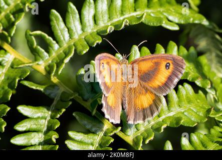 Male gatekeeper butterfly (Pyronia tithonus) perched on bracken in moorland, West Yorkshire, UK Stock Photo