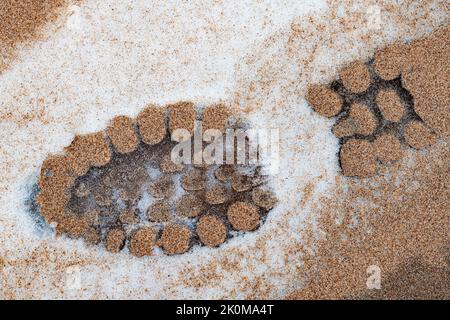 A boot print is frozen in time, at least until it warms up and in sand and snow on the beach at Whitefish Dunes State Park, Door County, Wisconsin Stock Photo