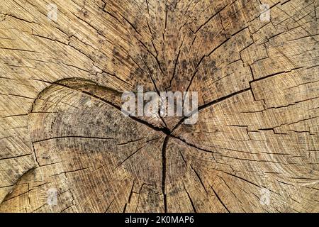 Old sawn tree texture background Stock Photo