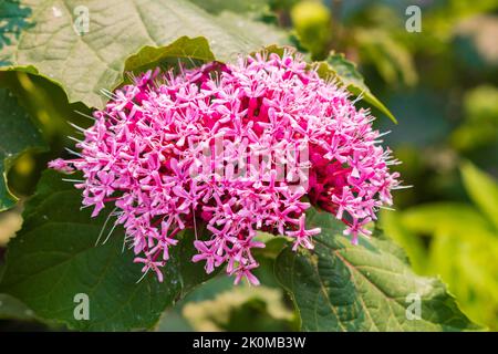 Clerodendrum bungei flowers in garden Stock Photo