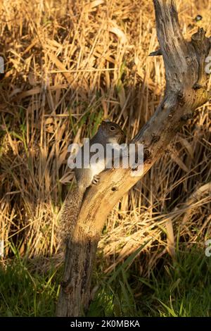 A vertical closeup shot of a Grey squirrel on a thin twisted tree bark Stock Photo