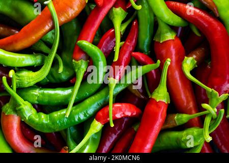 Close up photo of green and red chilli pepper hanging on twig in the farmyard. Stock Photo