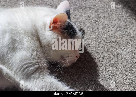 A white sleeping cat on the floor Stock Photo