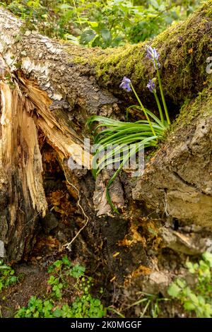 Natural environmental portrait of common Bluebells in an English woodland landscape setting Stock Photo