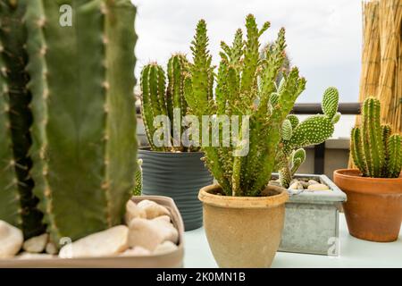 Pretty cacti of the Opuntia family with a monacantha in the center surrounded by other cereus Stock Photo