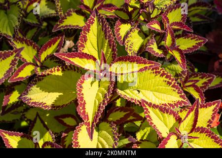 Lime green and red coleus plant leaves Stock Photo