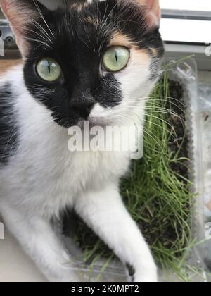 the cat is lying on the windowsill of the apartment. Stock Photo
