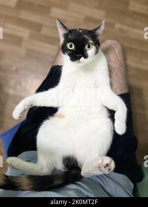 white beautiful cat on a man's lap Stock Photo