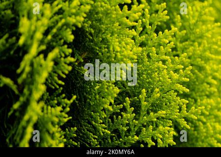 Green juniper branches close up in the sunlight. Natural background. Eco-friendly. The texture of green juniper leaves. Wallpaper. Copy space for your design. photo. Stock Photo