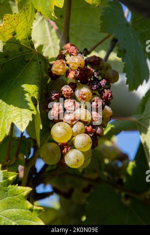 Dry grapes due to lack of rain during a drought Stock Photo