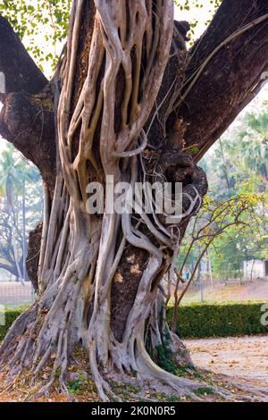 Plant ecology. A powerful old woody vine literally stuck to the tree (parasitic activity). Plants are parasites (phytoparasite). Thailand Stock Photo