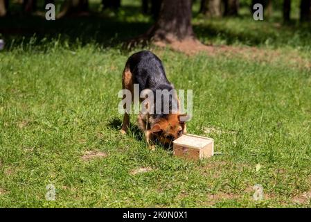 Shepherd is looking for a bomb, training with boxes in the forest. High quality photo Stock Photo