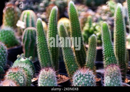 Cactus and milkweed breeding. Cleistocactus - south american cacti Stock Photo