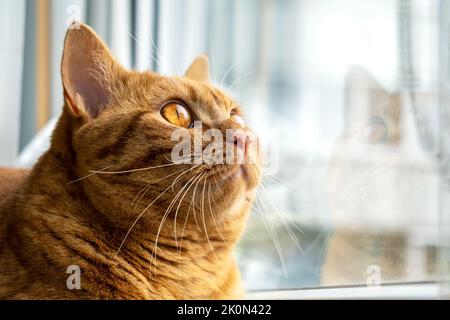 Red striped young domestic cat sits on the windowsill. Stock Photo